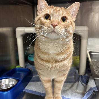 Domestic Short Hair Cats Available for Adoption in Burlington, Ontario - Cornelius AKA Corn CS-042/26 | PetCurious