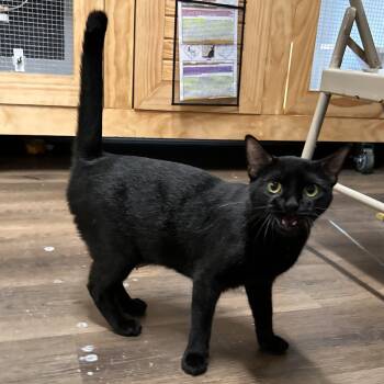 Busy -  Domestic Short Hair Cat for Adoption in The Colony, Texas - Busy | PetCurious