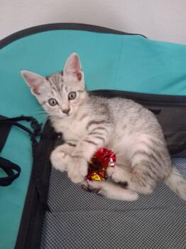 Allie -  Domestic Short Hair Cat for Adoption in Oviedo, Florida - Allie | PetCurious