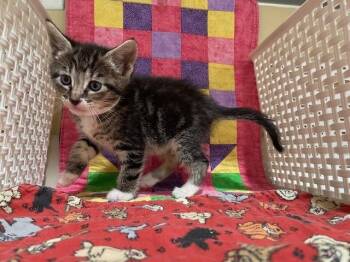 Domestic Short Hair Cats Available for Adoption - KARA | PetCurious