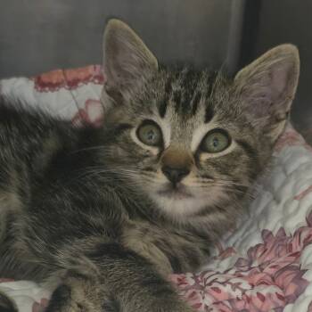 Rescue Domestic Short Hair Cats for Adoption in Huntsville, Alabama - Soup | PetCurious