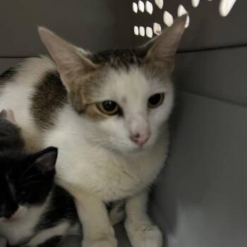 Merry Christy -  Domestic Short Hair Cat for Adoption in Galveston, Texas - Merry Christy | PetCurious