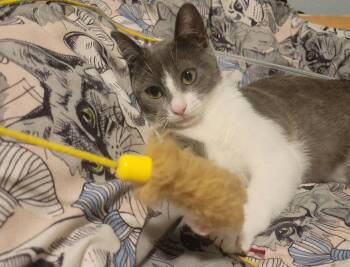 Rescue Domestic Short Hair Cats for Adoption in Houston, Texas - Lady Grey | PetCurious