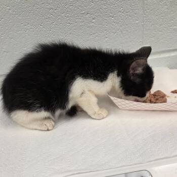 Wonton -  Domestic Short Hair Cat for Adoption in Chattanooga, Tennessee - Wonton | PetCurious