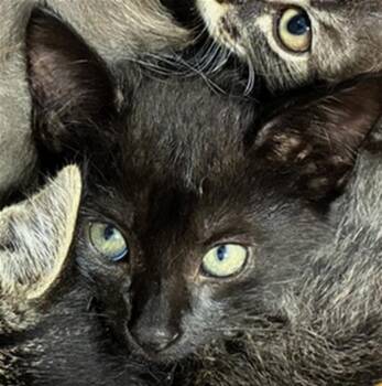ZACH -  Domestic Short Hair Cat for Adoption in Palmetto, Florida - ZACH | PetCurious