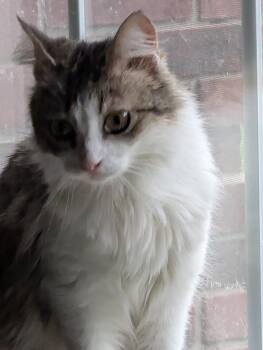 Domestic Long Hair Cats Available for Adoption in Oswego, South Carolina - Becky | PetCurious