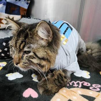 Senior Bubbles -  Domestic Long Hair Cat Available for Adoption in Dixon, Illinois - Senior Bubbles | PetCurious