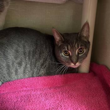 Domestic Short Hair Cats Available for Adoption - Posh B