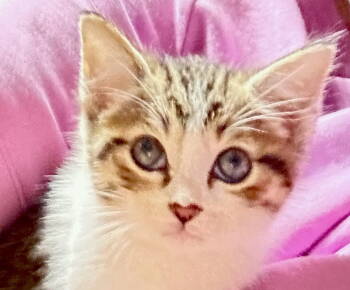 Rescue Tabby and Tuxedo Cats for Adoption in Cypress, Texas - PICASSO | PetCurious