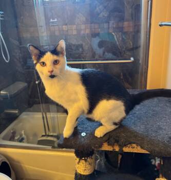 Domestic Short Hair Cats Available for Adoption in Albuquerque, New Mexico - Slurp | PetCurious