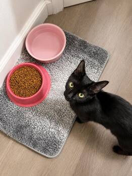 Dijon -  Domestic Short Hair Cat for Adoption in Rio Linda, California - Dijon | PetCurious