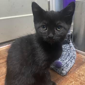 Mickey Coleman -  Domestic Short Hair Cat Available for Adoption in Morrison, Colorado - Mickey Coleman | PetCurious