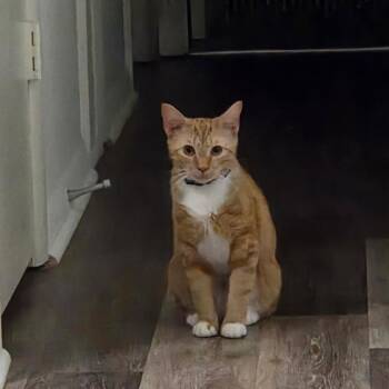 Portia -  American Shorthair Cat for Adoption in Lynchburg, Virginia - Portia | PetCurious