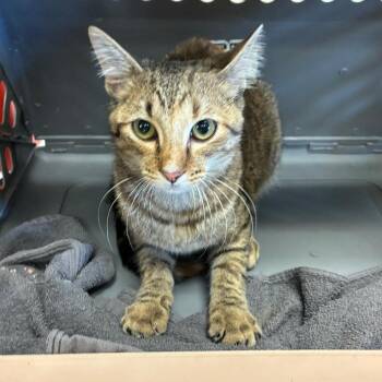 Sheva -  Domestic Short Hair Cat for Adoption in Memphis, Tennessee - Sheva | PetCurious