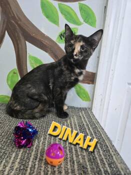 Rescue Domestic Short Hair Cats for Adoption in Rome, Georgia - Dinah (Homeless Tortie/Calico Kitten) | PetCurious