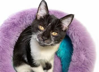 TINA -  Domestic Short Hair Cat for Adoption in Fort Lauderdale, Florida - TINA | PetCurious
