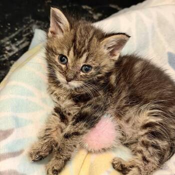 Forky bonded pair with Bo Peep -  Domestic Short Hair Cat for Adoption in Chicago, Illinois - Forky Bonded Pair With Bo Peep | PetCurious