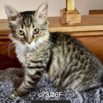 Foster Aphrodite -  Domestic Short Hair and Tiger Cat for Adoption in Batavia, New York - Foster Aphrodite | PetCurious