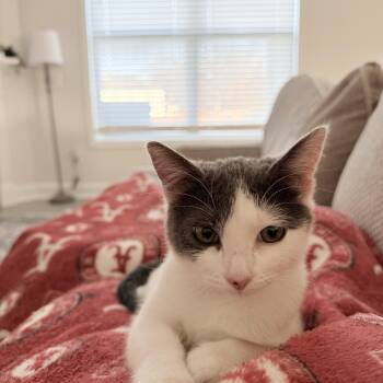 Rescue Domestic Short Hair Cats for Adoption in Inman, South Carolina - Kiki | PetCurious