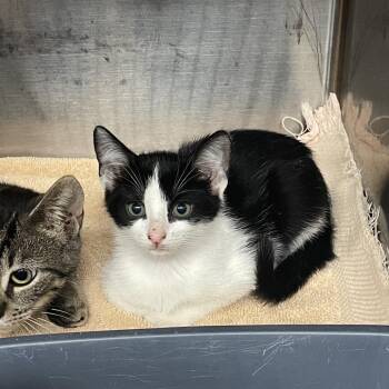 Domestic Short Hair Cats Available for Adoption - Missy | PetCurious