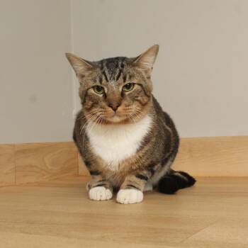 Lil Man C71446 -  Domestic Short Hair Cat for Adoption in Minnetonka, Minnesota - Lil Man C71446 | PetCurious