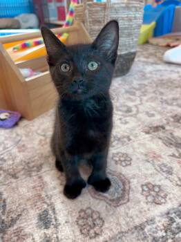 Bambi -  Domestic Short Hair Cat for Adoption in Courtenay, British Columbia - Bambi | PetCurious