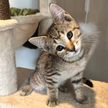 Kieffer -  Domestic Short Hair Cat for Adoption in Cumming, Georgia - Kieffer | PetCurious