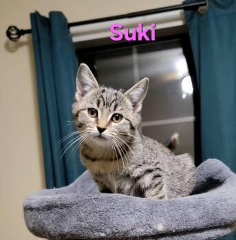 Rescue Domestic Short Hair Cats for Adoption in Hendersonville, Tennessee - Suki - Shy & Loving | PetCurious