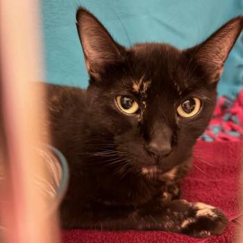 Santana -  Domestic Short Hair Cat for Adoption in Council Bluffs, Iowa - Santana | PetCurious