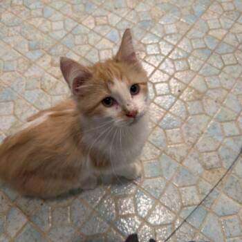 Domestic Long Hair Cats Available for Adoption - Sherbert | PetCurious