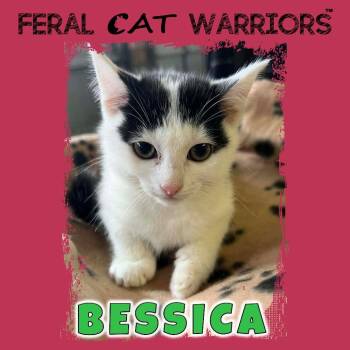 Bessica -  Domestic Short Hair Cat for Adoption in Squamish, British Columbia - Bessica | PetCurious