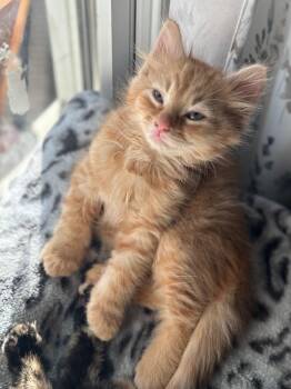 Domestic Medium Hair Cats Available for Adoption in Odenton, Maryland - Cheddar | PetCurious