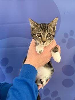 Rescue Domestic Short Hair Cats for Adoption in Brookings, Oregon - Aaron | PetCurious