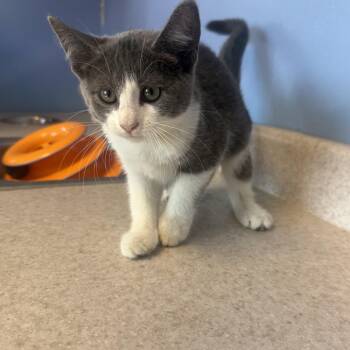 Charlotte Tilbury -  Domestic Short Hair Cat for Adoption in Brookings, South Dakota - Charlotte Tilbury | PetCurious