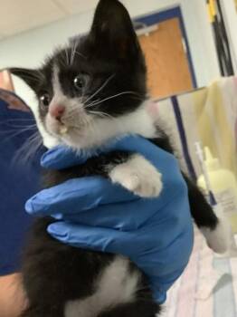 Jasper -  Domestic Short Hair Cat Available for Adoption in Largo, Florida - Jasper | PetCurious