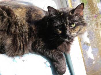 Gemini -  Domestic Medium Hair Cat for Adoption in Maryville, Missouri - Gemini | PetCurious