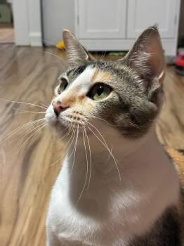 Serenity -  Calico Cat for Adoption in Sandy Springs, Georgia - Serenity | PetCurious