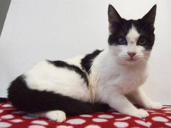 Domestic Short Hair Cats Available for Adoption - NORA | PetCurious