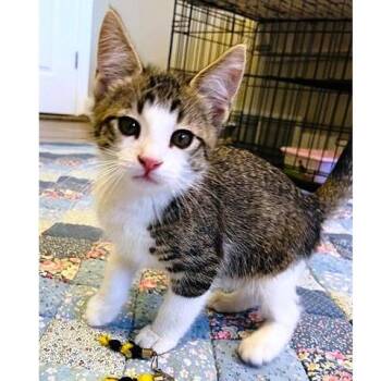 Pepper -  Tabby Cat for Adoption in Millcreek, Utah - Pepper | PetCurious