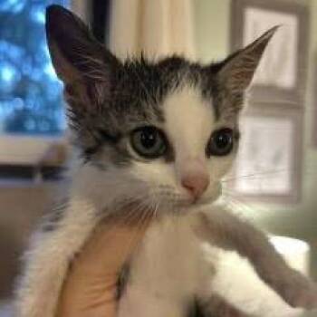 Rex -  Domestic Short Hair Cat for Adoption in Madison, Wisconsin - Rex | PetCurious