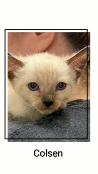 Colsen -  Domestic Short Hair Cat for Adoption in Caistor Centre, Ontario - Colsen | PetCurious