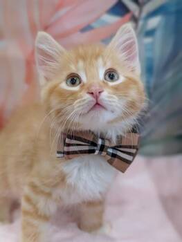 Ed Purran -  Tabby and Domestic Medium Hair Cat for Adoption in Fremont, California - Ed Purran | PetCurious