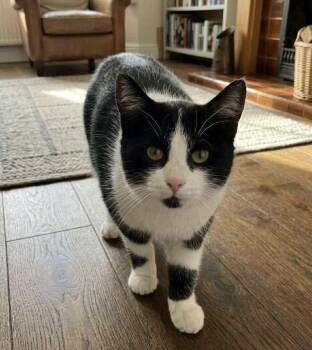 Domestic Short Hair Cats Available for Adoption - Grover | PetCurious