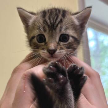 Blinky -  Domestic Short Hair Cat for Adoption in Wilmington, Delaware - Blinky | PetCurious