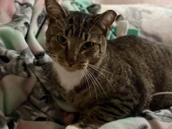 Ice Cube -  Domestic Short Hair Cat for Adoption in Cleveland, Ohio - Ice Cube | PetCurious