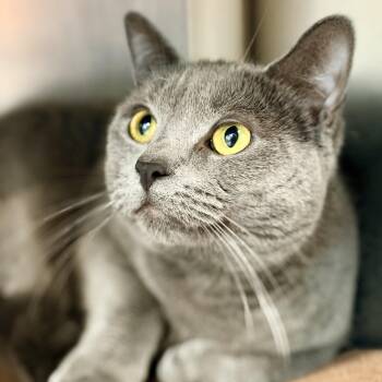 Baby Cat -  Domestic Short Hair Cat for Adoption in Jackson Township, New Jersey - Baby Cat | PetCurious