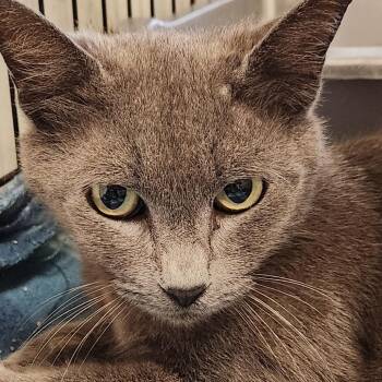 Domestic Short Hair Cats Available for Adoption in Corsicana, Texas - Giselle C46683 | PetCurious