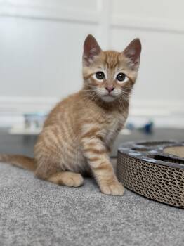 Toulouse -  Domestic Short Hair Cat for Adoption in Helendale, California - Toulouse | PetCurious