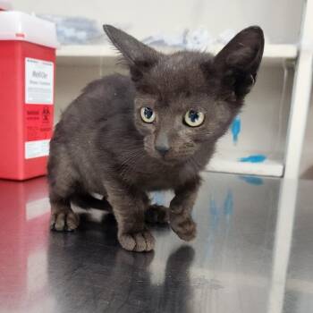 Boogey -  Domestic Medium Hair Cat for Adoption in Livingston, Texas - Boogey | PetCurious