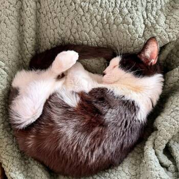 Domestic Short Hair Cats Available for Adoption in Piedmont, California - Goofy | PetCurious